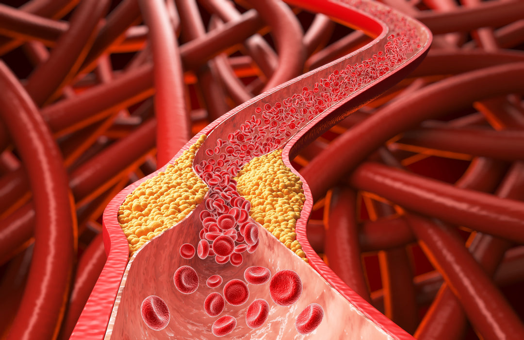 Colesterolo ed equilibrio quotidiano: il prezzo dello stile di vita moderno